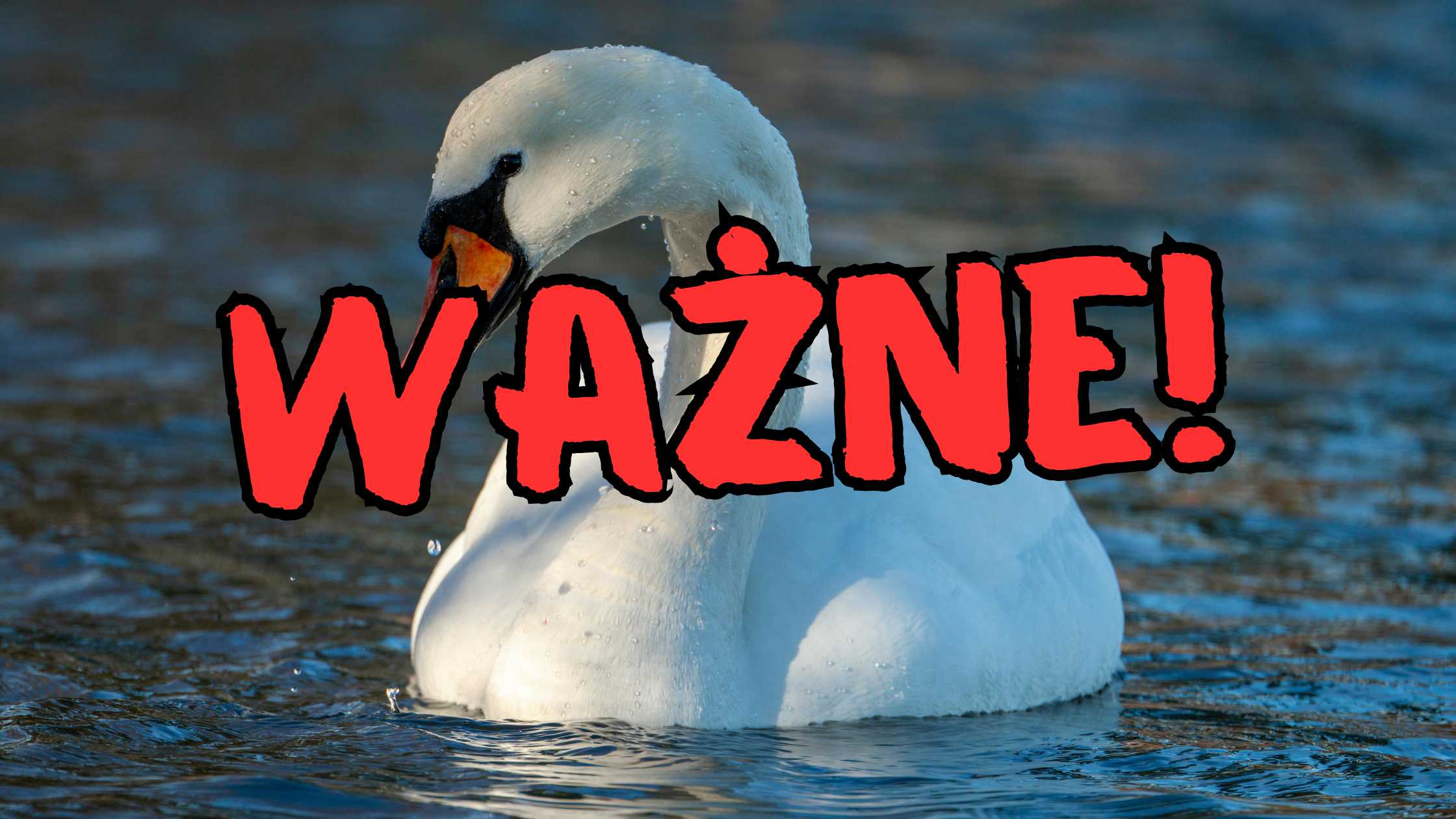 strona – 2026-02-18T085259.743